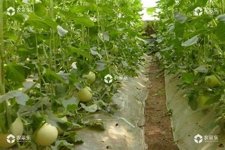 甜瓜苗期可以喷叶面肥吗？