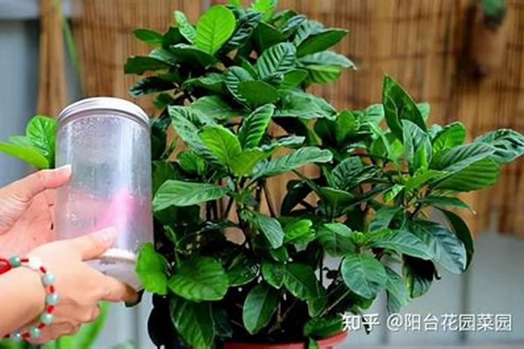 为什么要在葡萄生长的中后期使用钾肥？