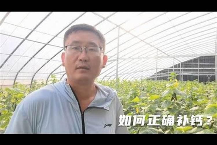 黄瓜缺钙如何解决？如何给黄瓜补充钙元素？