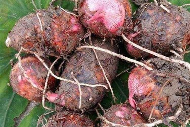 我这个芋头是什么毛病了,如何防治？