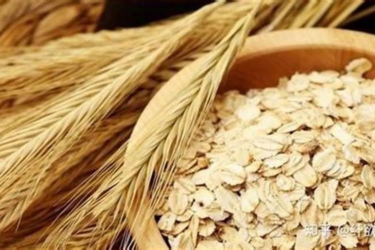 灵芝是一种什么植物:？