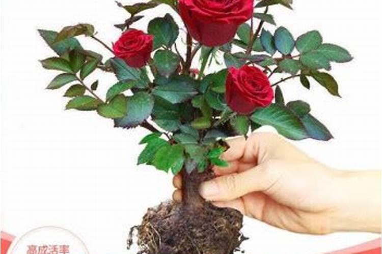 玫瑰花需什么肥料