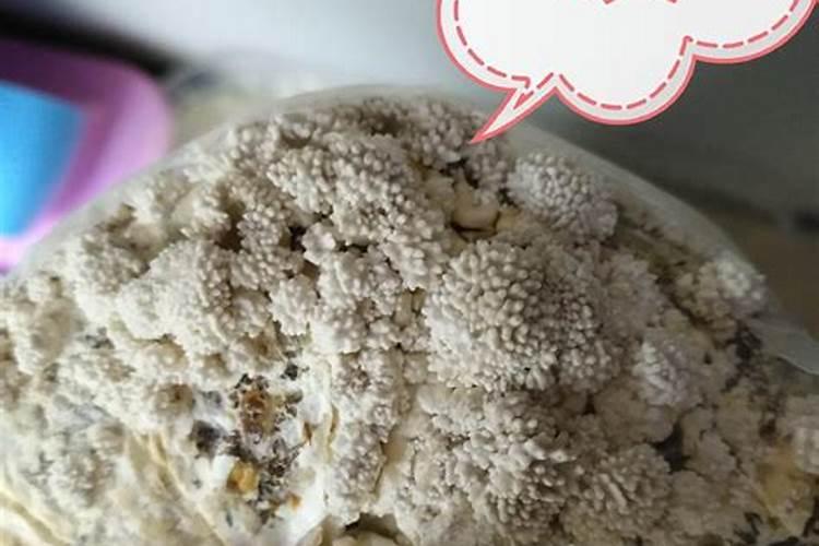 蘑菇与平菇有什么区别？是不是一类？