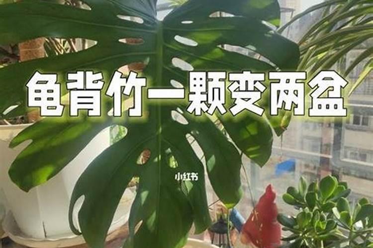 龟背竹换盆时间及注意事项