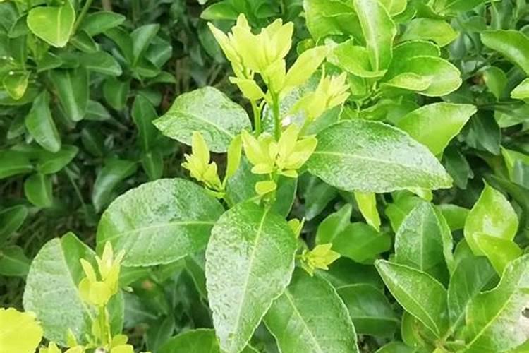 阳光玫瑰北方能种植吗