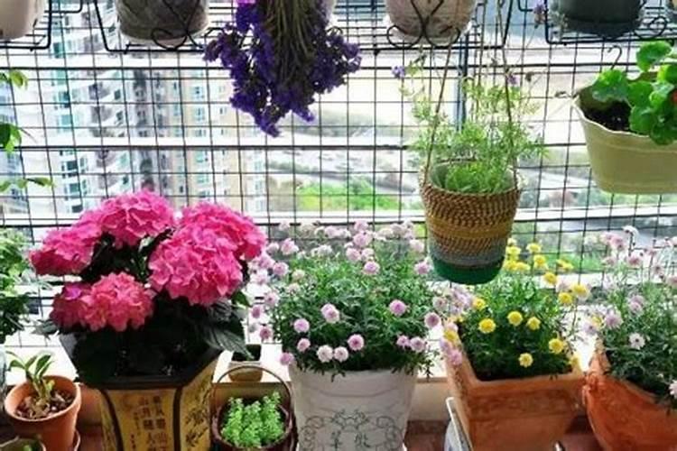 百合花骨朵没开就蔫了怎么办