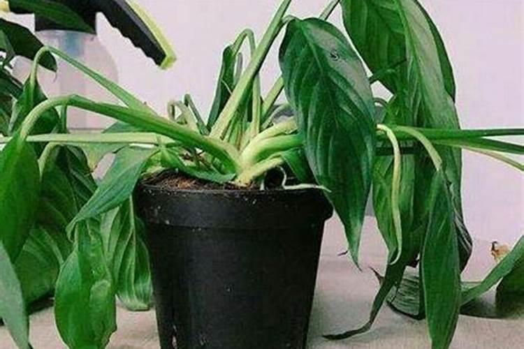 花草黄叶是怎么回事,叶子发黄造成原因及解决办法