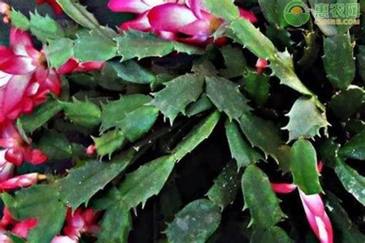 蟹爪兰开花应该用什么肥料 磷钾肥能促进花芽分化
