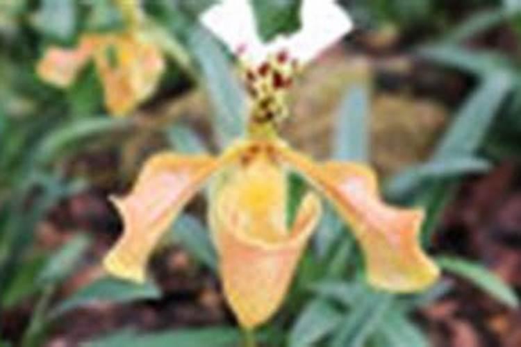 施什么肥让月季花又多又大