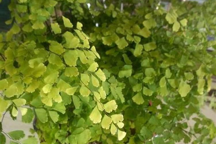 促进开花的肥料 促开花需什么肥 促进开花用什么肥料
