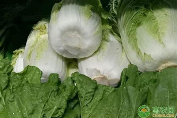 种大白菜用什么样的肥料好？