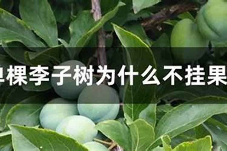 李子树开花不挂果