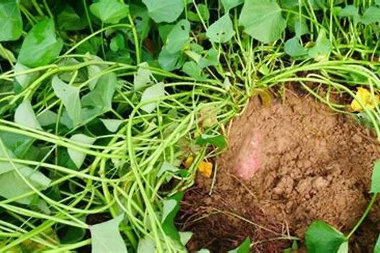 红薯施肥注意事项是什么