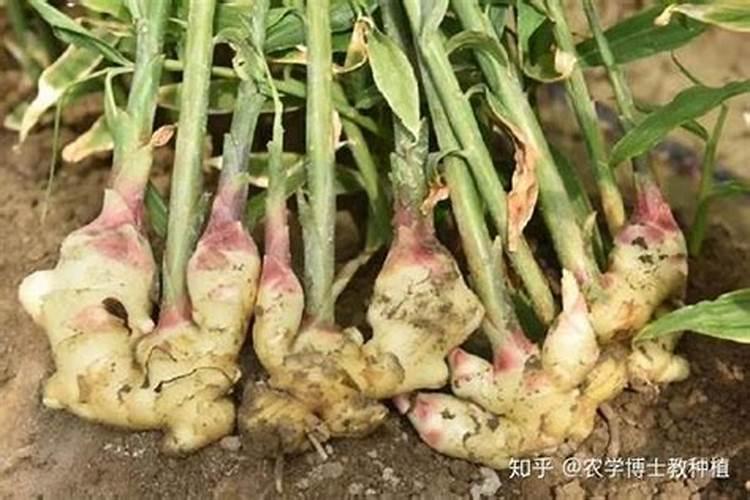 化肥对贝类养殖的影响及如何正确使用