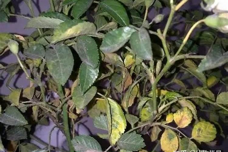 玫瑰叶子黄了怎么办 玫瑰叶子发黄的原因及解决办法