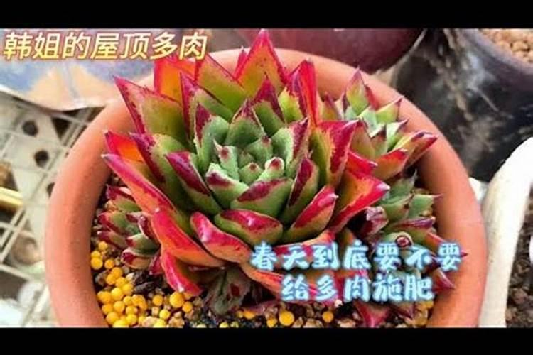 多肉施肥用什么肥料