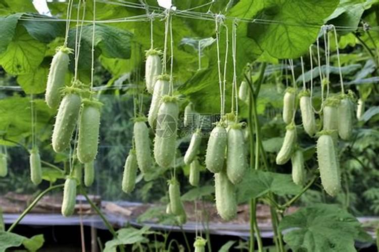 大棚西葫芦压蔓裁培 西葫芦养殖方法总结