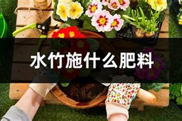 水养富贵竹施什么肥？