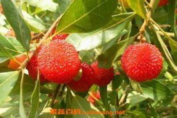 硫酸钾镁肥使用方法