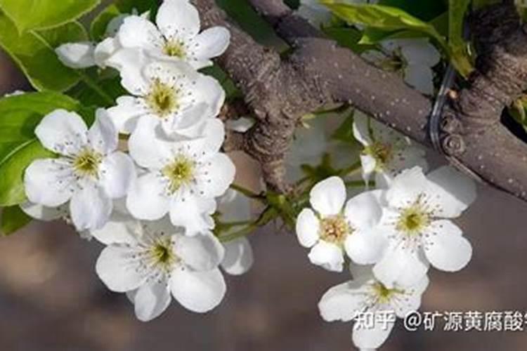 梨树结果后什么时候施肥,施什么肥,施数量多少