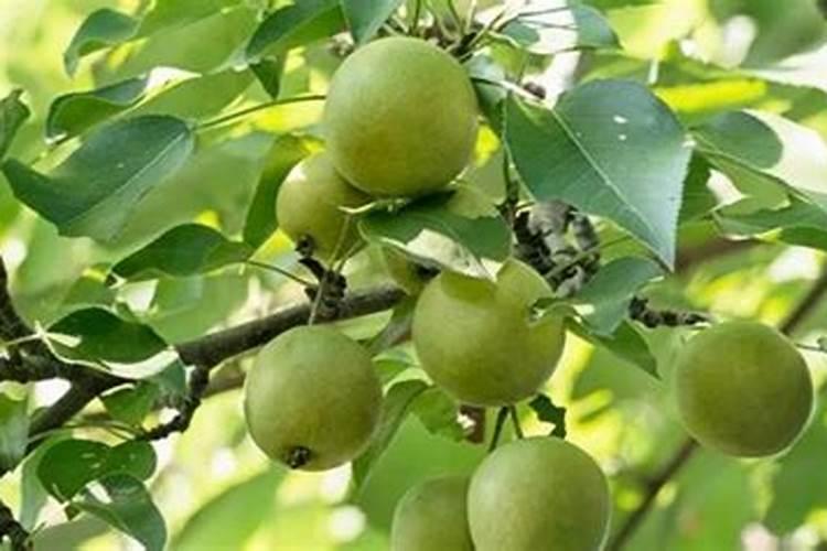 梨树结果后什么时候施肥,施什么肥,施数量多少