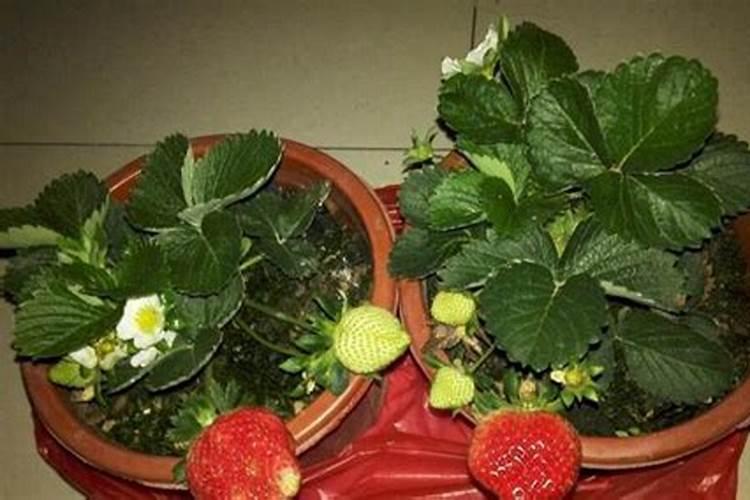草莓各个时期的施肥方案,什么时候冲高磷肥