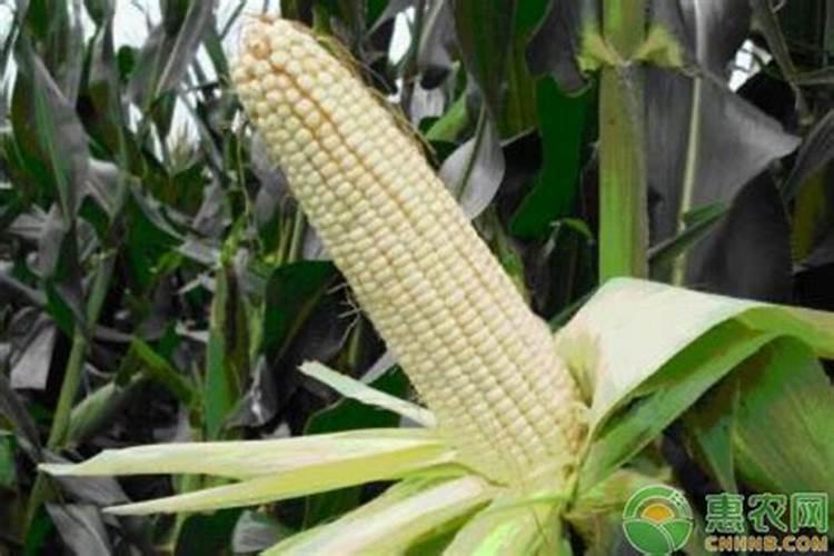 种植玉米,要什么时候打叶面肥合适