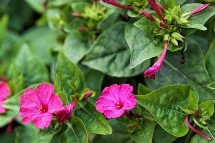 茉莉移植后多久施肥 “茉莉移植后应当几天后施肥？”