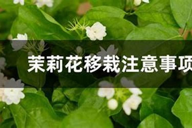 盆栽茉莉花施什么肥会比较好