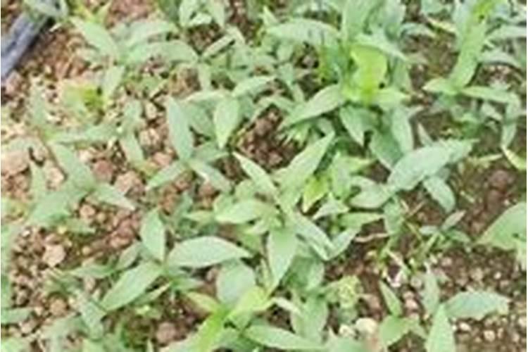 刚移植的树苗喷什么提高成活