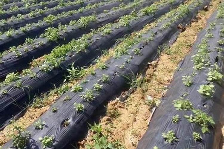 果树喷施硫体硼和钙25公斤水用量是多少