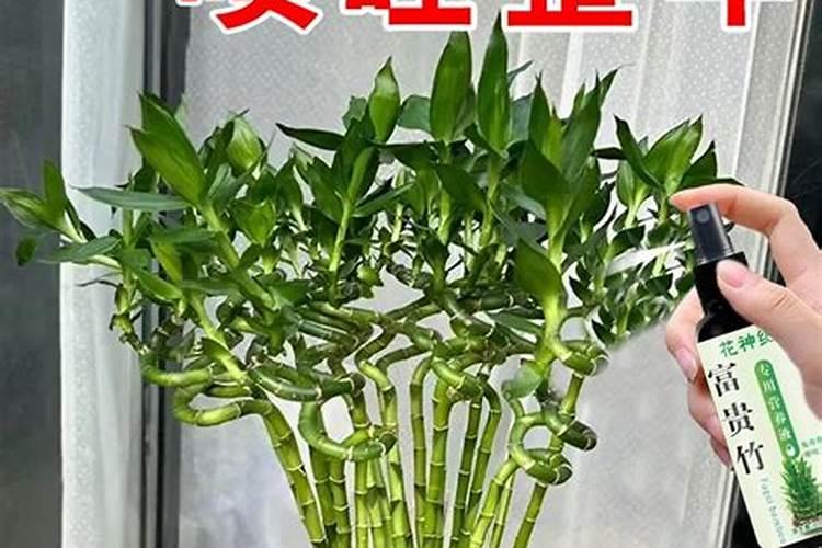观音竹怎么养,4个步骤可让植株爆盆