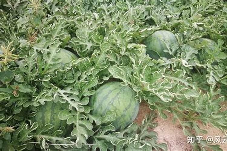 种西瓜用什么肥料最好