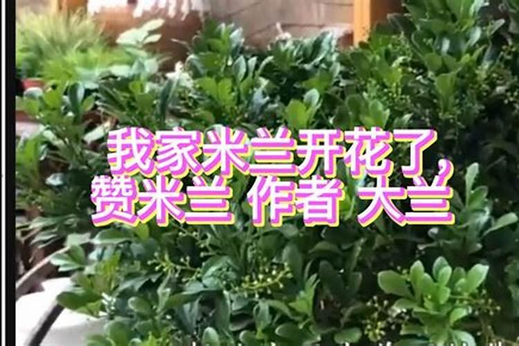 米兰花的开花期施肥