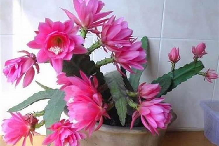 令箭荷花怎么施肥