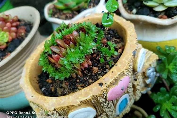小白药可以和复合肥一起埋土用吗
