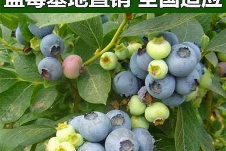 种蓝莓施什么肥