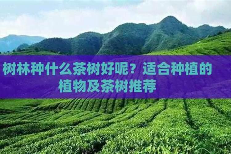 茶园如何使用钾肥？