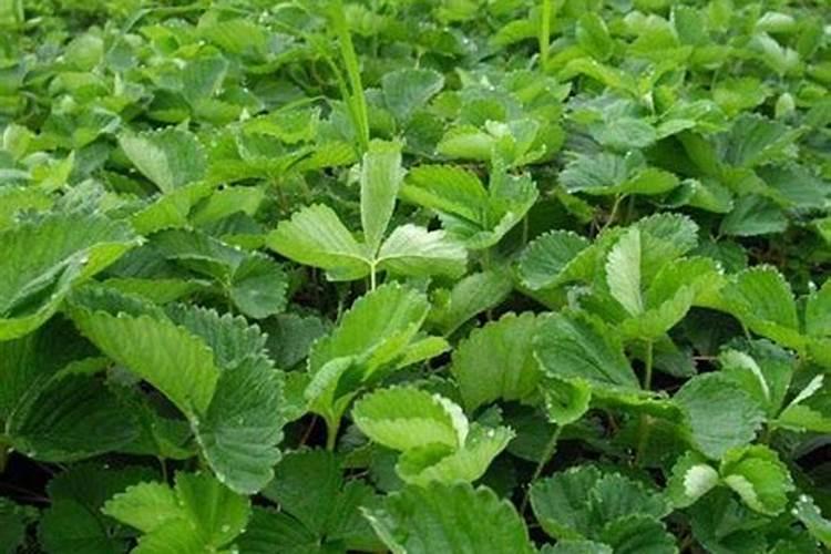 草莓施肥用什么肥料 草莓施肥使用的肥料介绍