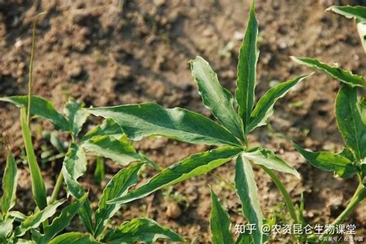 氯化钾肥的正确使用方法