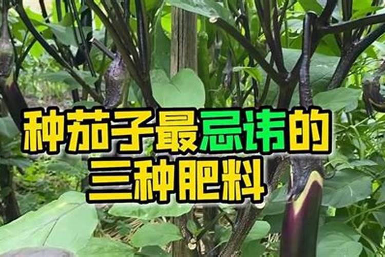 茄子最忌什么肥料