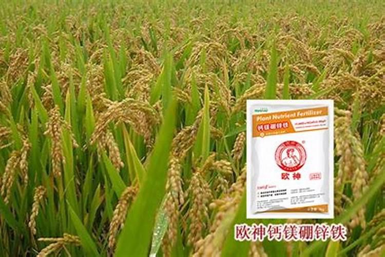 水稻生长需要微量元素肥料吗
