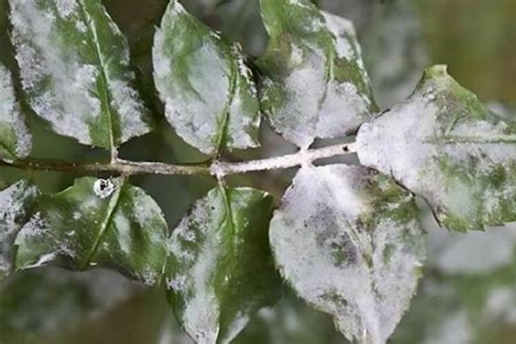 雅斯诺水溶肥怎么样好用吗