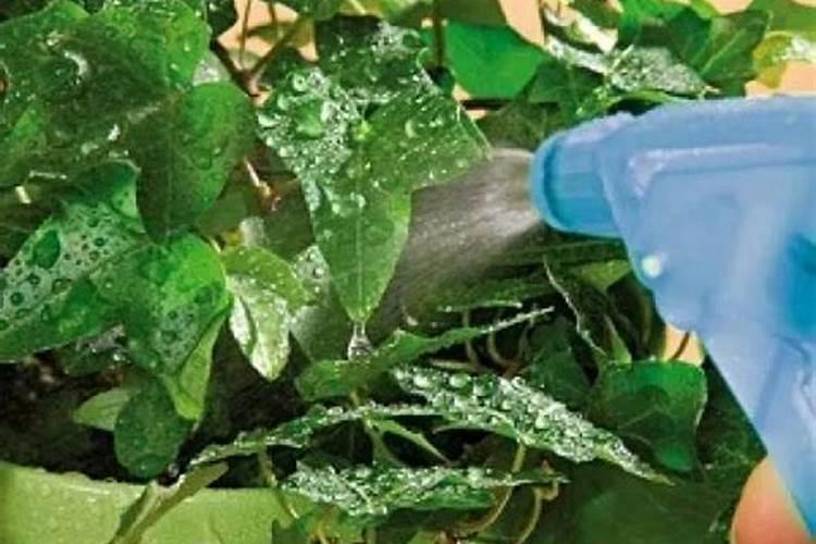 多肉植物,怎么使用护花神和多菌灵,还有怎么灌根