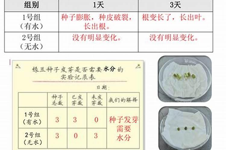 薰衣草花种植方法