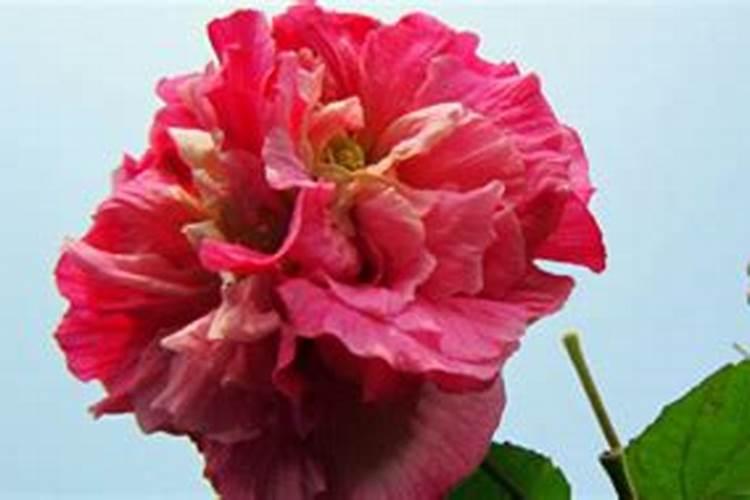 三醉芙蓉花养殖方法
