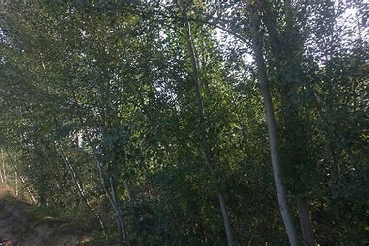 杨树的栽培方法 如何栽培杨树
