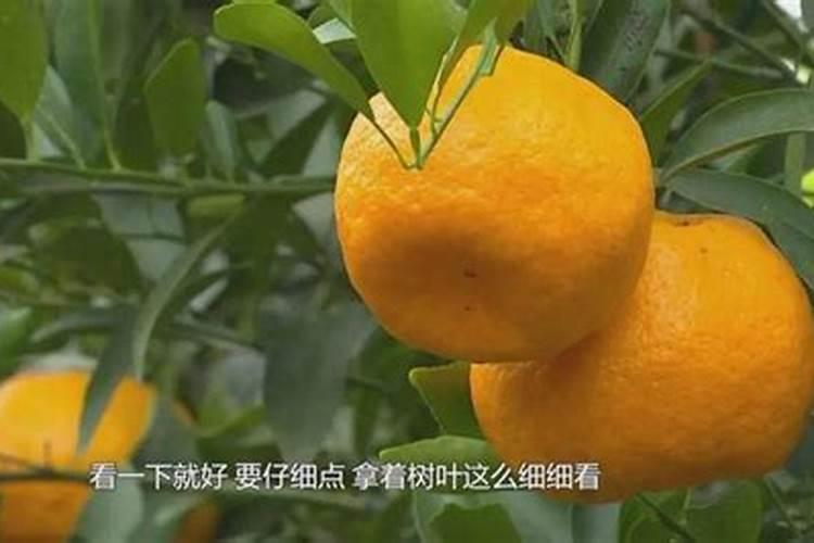 柑橘六月份可以施肥吗