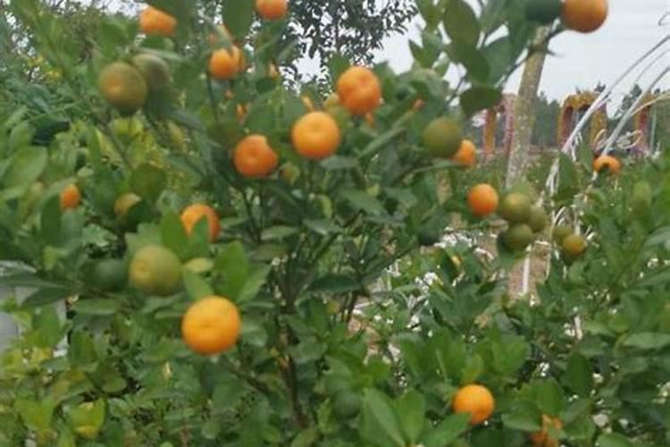 柑橘膨大期喷什么叶面肥结果多？座果期怎么用肥料？冲施什么肥