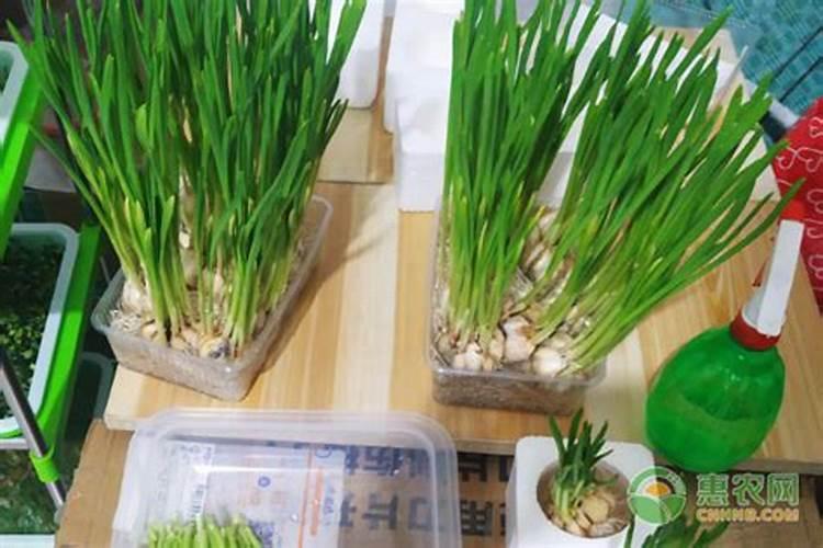 大蒜抽苔前冲施什么肥料好